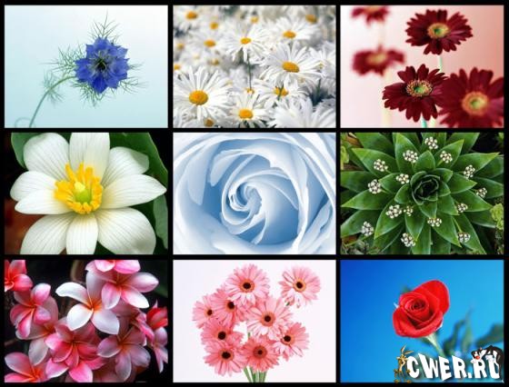 Beautiful Flowers Wallpapers