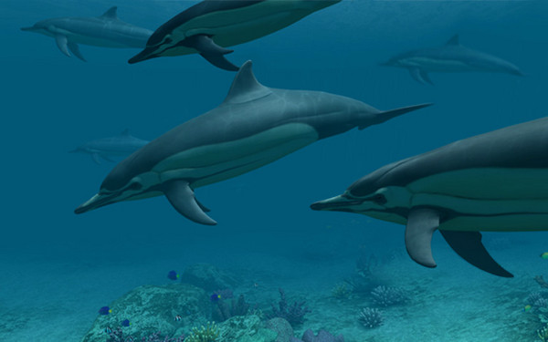 Dolphins 3D Screensaver and Animated Wallpaper