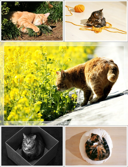 Wallpapers - Funny Cats Pack