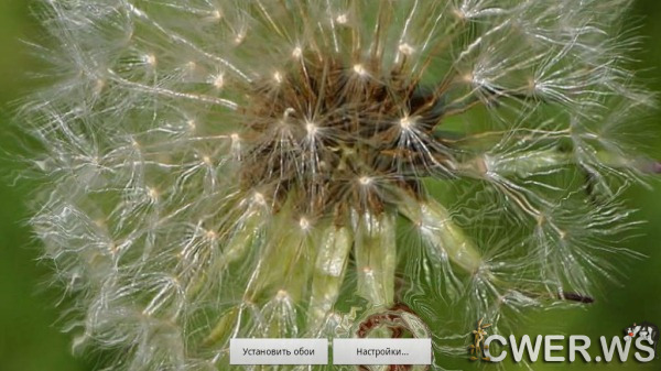 Galaxy Dandelion 3.0 LWP