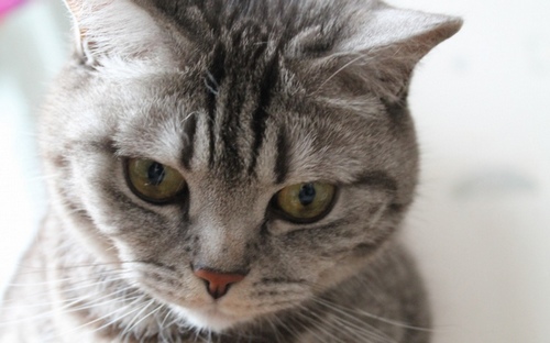 Computer Desktop Wallpapers Collection. www.cwer.ru