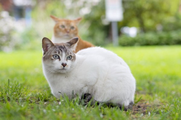 New Mixed HD Wallpapers Pack 185