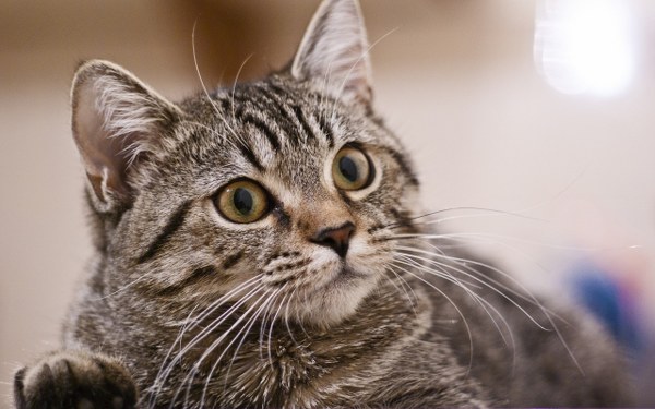 New Mixed HD Wallpapers Pack 208