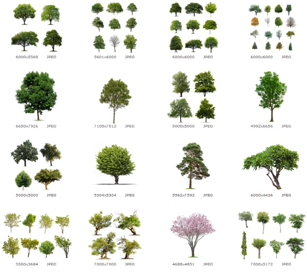Набор различных зеленых деревьев и кустарников1