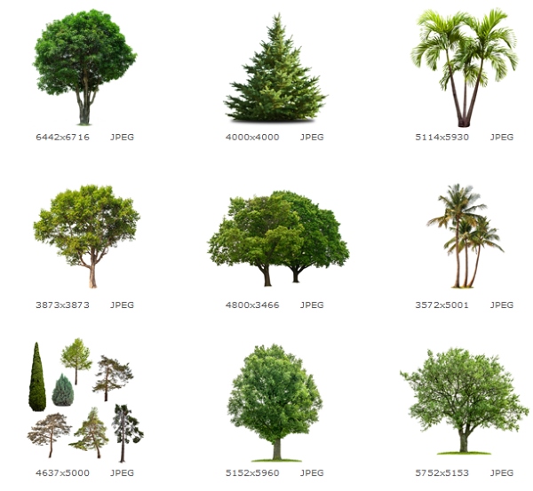 Набор различных зеленых деревьев и кустарников2