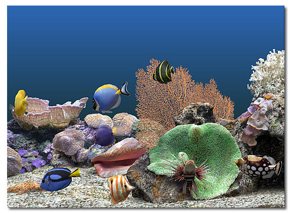 Marine Aquarium 3